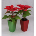 2" Mini Poinsettias in Square Shaped Ceramic Vase